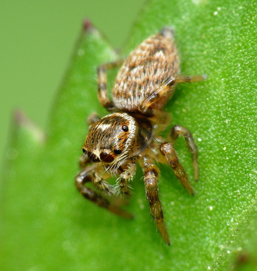 Evarcha sp.